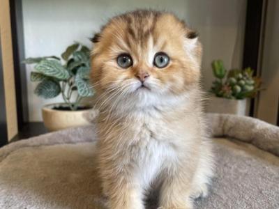 Milo - Scottish Fold - Gallery Photo #1