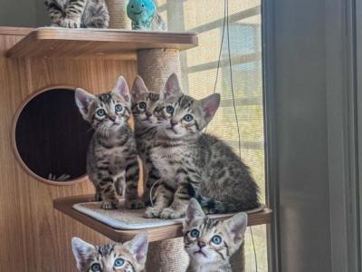 Bengal Kittens VI - Bengal - Gallery Photo #1