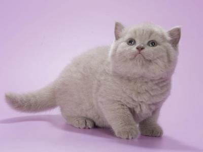 Vasko - British Shorthair - Gallery Photo #1