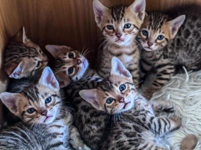 Bengal Kittens 6 - Bengal - Gallery Photo #1