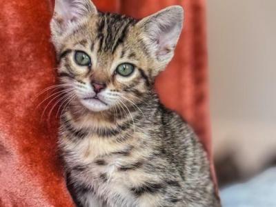 Bengal Kitten Dynamo Boy - Bengal - Gallery Photo #1