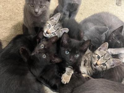 Sweeties - Russian Blue - Gallery Photo #1