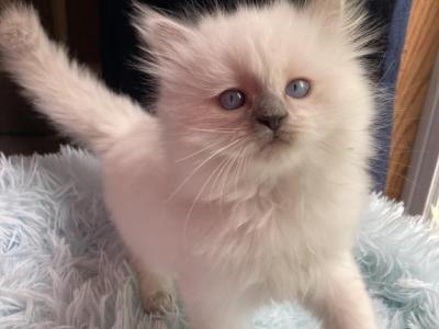 Sunny - Ragdoll - Gallery Photo #1