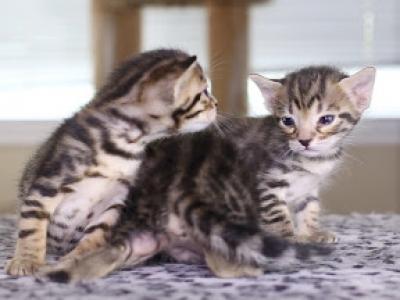 BENGAL BLUE KITTENS - Bengal - Gallery Photo #1