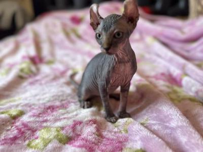 Elf Female - Sphynx - Gallery Photo #1