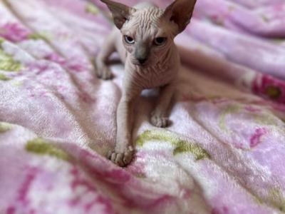 Canadian Female - Sphynx - Gallery Photo #1