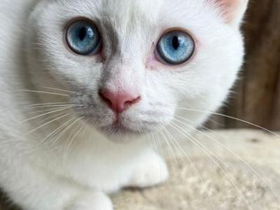 All White Cats White Burmese - Burmese - Gallery Photo #1