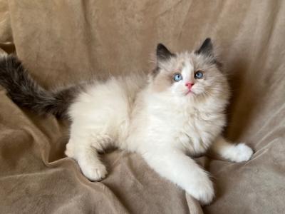 Purebred Ragdoll Kittens - Ragdoll - Gallery Photo #1