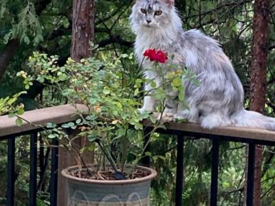 Kera - Maine Coon - Gallery Photo #1