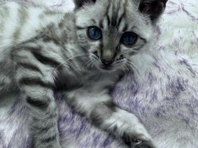 Petite Snow Lynx Bengal - Bengal - Gallery Photo #1