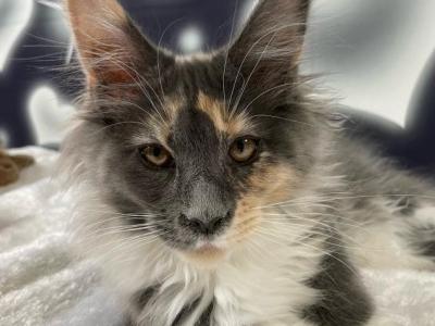 Blue Tortie With White - Maine Coon - Gallery Photo #1