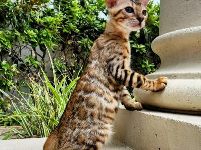 Blaze Bengal Boy 3mo - Bengal - Gallery Photo #1