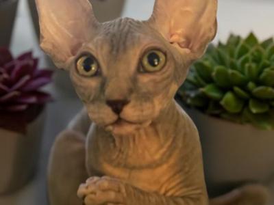 Chip The Gray Tabby Sphynx Kitten - Sphynx - Gallery Photo #1