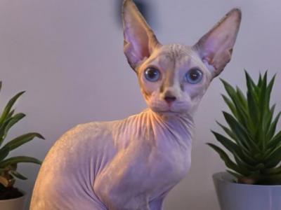 Pi Day Sphynx Kittens Male And Females - Sphynx - Gallery Photo #1