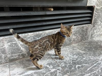 Registered Bengal Kitten - Bengal - Gallery Photo #1