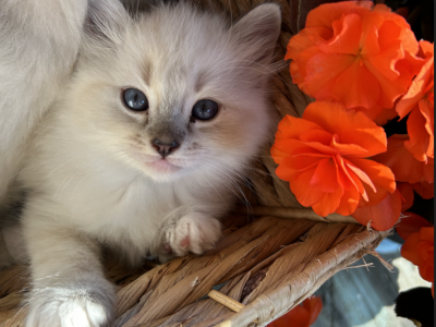 September Litter Coming Up - Ragdoll - Gallery Photo #1