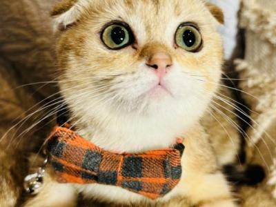 Mila - Scottish Fold - Gallery Photo #1