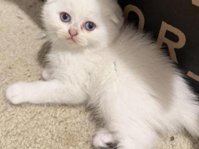 Maru - Scottish Fold - Gallery Photo #1