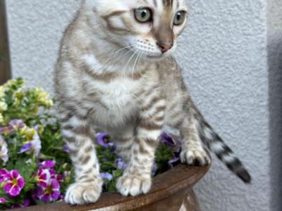 Snow Mink Female - Bengal - Gallery Photo #1