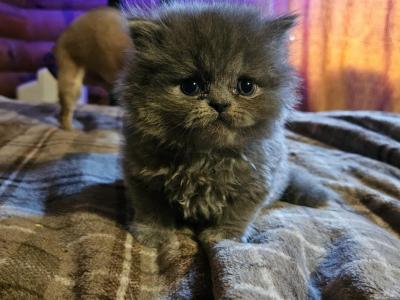 Nellie - Persian - Gallery Photo #1