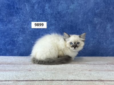 Frais Ragdoll Litter - Ragdoll - Gallery Photo #1