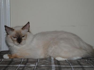 Finn - Ragdoll - Gallery Photo #1