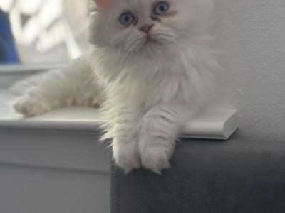 Malibu - Persian - Gallery Photo #1