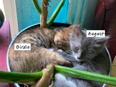 August And Birdie - Domestic - Gallery Photo #1