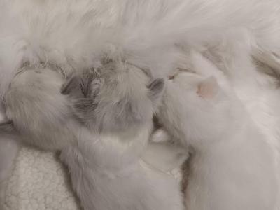 Xiva Kittens - Ragdoll - Gallery Photo #1