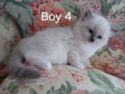 Freya Kittens - Ragdoll - Gallery Photo #1