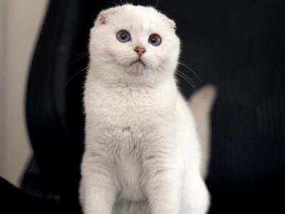 Lola - Scottish Fold - Gallery Photo #1