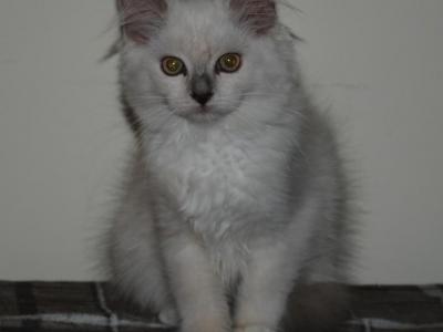 Gwynn - Ragdoll - Gallery Photo #1