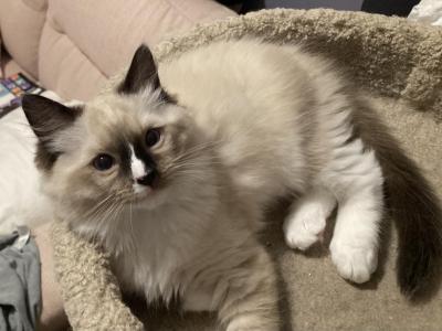 Purebred Purrty Ragdolls - Ragdoll - Gallery Photo #1