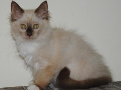 Giselle - Ragdoll - Gallery Photo #1