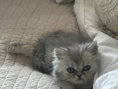 Persian Kittens - Persian - Gallery Photo #1