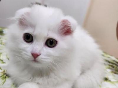 Daisy - Scottish Fold - Gallery Photo #1