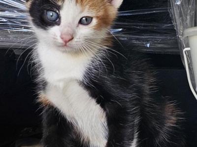 Calico And 2 Males - Domestic - Gallery Photo #1