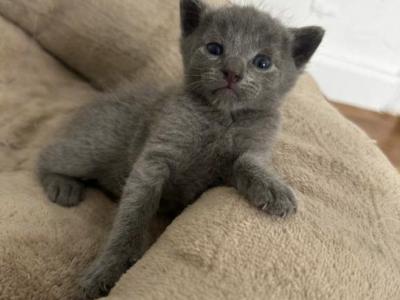 Russian Blue Litter - Russian Blue - Gallery Photo #1