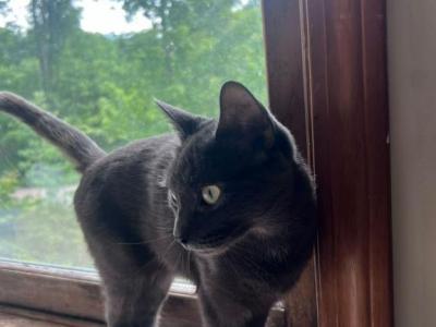 Grey Babe - Chartreux - Gallery Photo #1