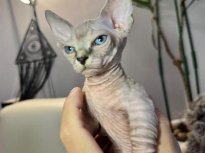 Yoda Male Mini Bambino - Sphynx - Gallery Photo #1