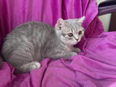 Blue Tabby British Shorthair Girl Astra - British Shorthair - Gallery Photo #1