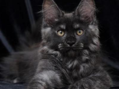 Diaspora - Maine Coon - Gallery Photo #1