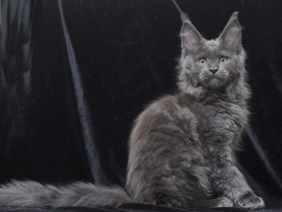 Dana - Maine Coon - Gallery Photo #1