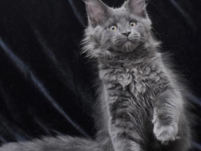 Djenifer - Maine Coon - Gallery Photo #1