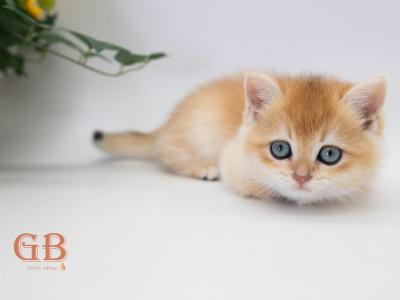 Vito - British Shorthair - Gallery Photo #1