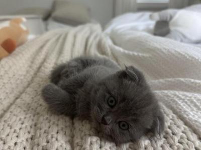 Grey - Scottish Fold - Gallery Photo #1