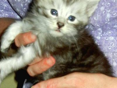 Darina's Male Kittens - Maine Coon - Gallery Photo #1