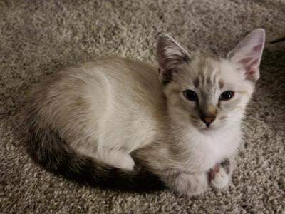 Snow Lynx Point Ragamese - Ragdoll - Gallery Photo #1