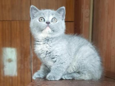 Fejri - British Shorthair - Gallery Photo #1