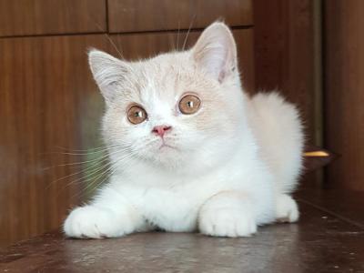 Erjoma - British Shorthair - Gallery Photo #1